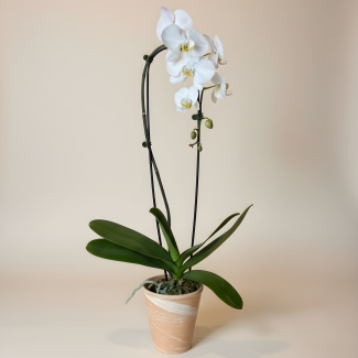 Large Phalaenopsis Orchid