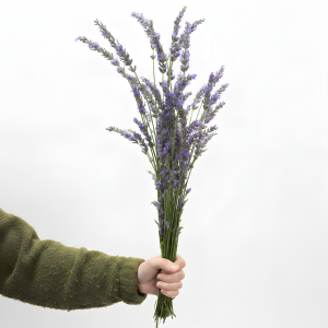 Lavender Special - Bundle