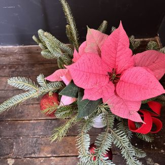 Merry Christmas Poinsettia - Small