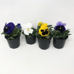 Charming Pansies