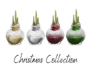 Snow-kissed Wax Amaryllis Bulb