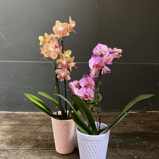 Phalaenopsis Orchid 'Mini Double Bloomer'