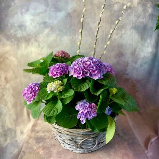 Magical Hydrangea