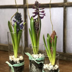 Modern Bulb Garden Trio