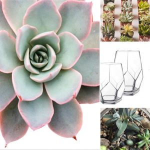 Prism Succulent Garden Kit