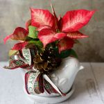 White Dove Poinsettia