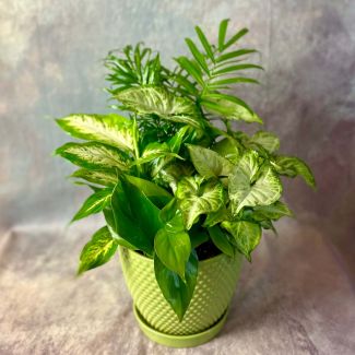 Dish Garden - Medium