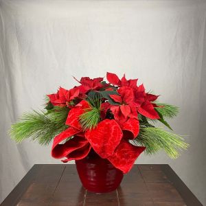 Cupid Poinsettia