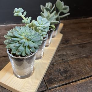 Flight of Succulents