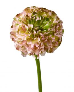 Pink Pon Pon Magenta Ranunculus 