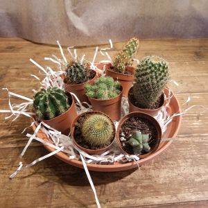 Tray of Cacti