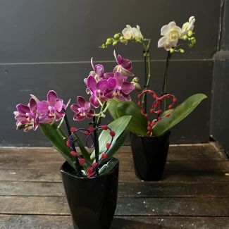 Little Love Phalaenopsis