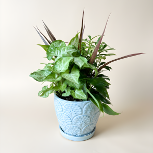 Dish Garden - Medium