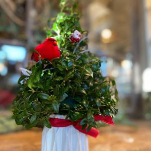 Mini Holiday Boxwood Tree