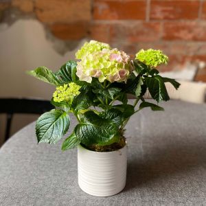 Hydrangea Plant