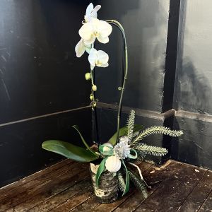 Phalaenopsis Orchid